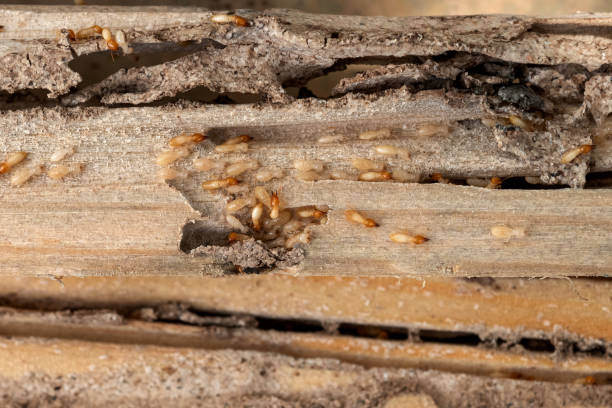 Best Commercial Pest Control Services  in Genoa, AR